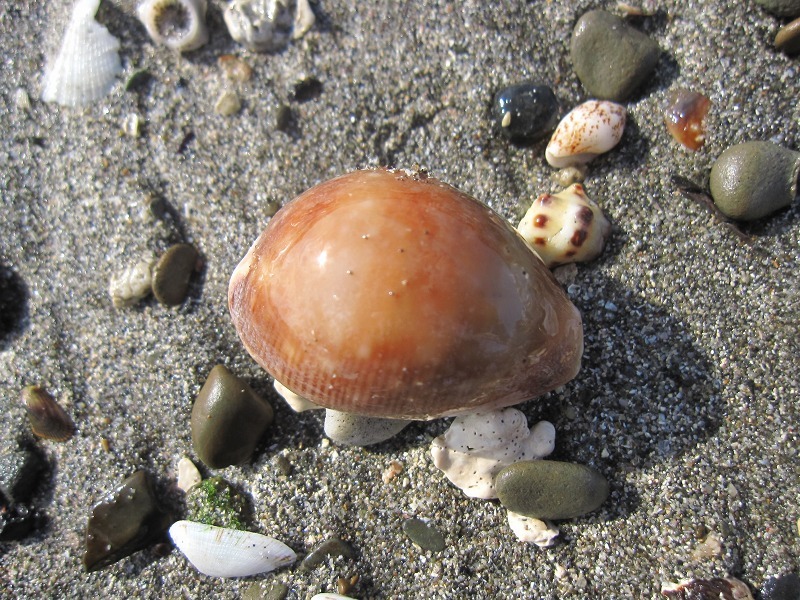 e0374581_20354071.jpg
