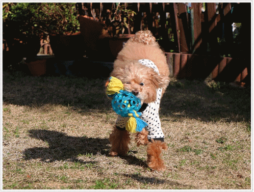 b0175688_23283155.gif
