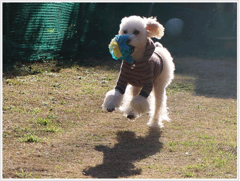 b0175688_23513884.gif