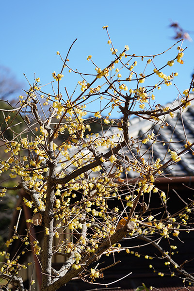 北鎌倉 円覚寺の梅 東慶寺の梅_b0145398_23015467.jpg