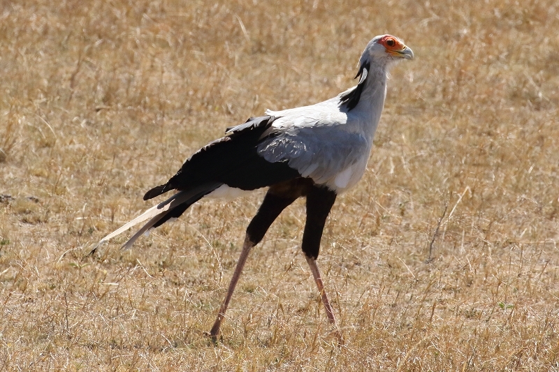 サバンナの野生動物 今回は主に鳥 旅プラスの日記 サバンナの野生動物 今回は主に鳥 旅プラスの日記