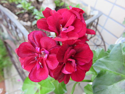 d0046702_09352704.jpg