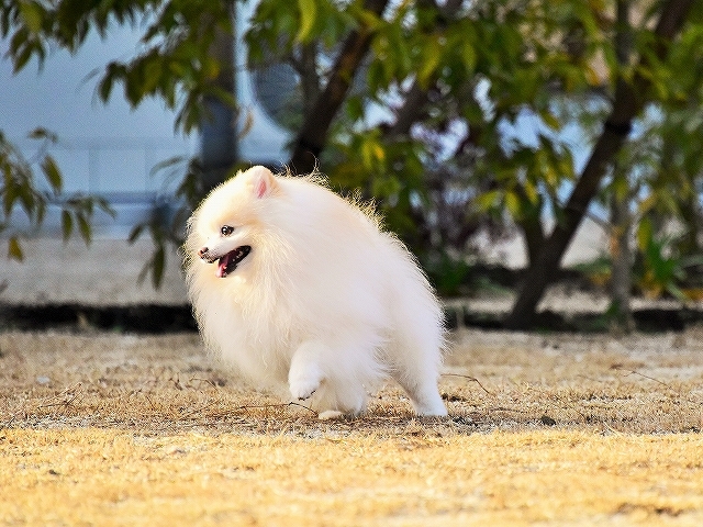 決心して走り出す_d0360206_00254808.jpg