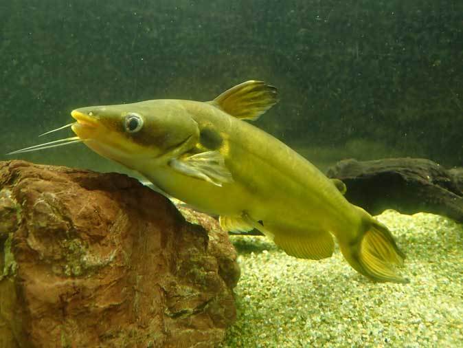 東京タワー水族館～アジア・オセアニア熱帯魚エリアの多彩な生物たち
