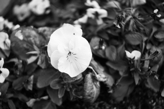 FOCA OPLAR 50mm f2.8 試写 : セカンド・ライフ・ヴィンテージ