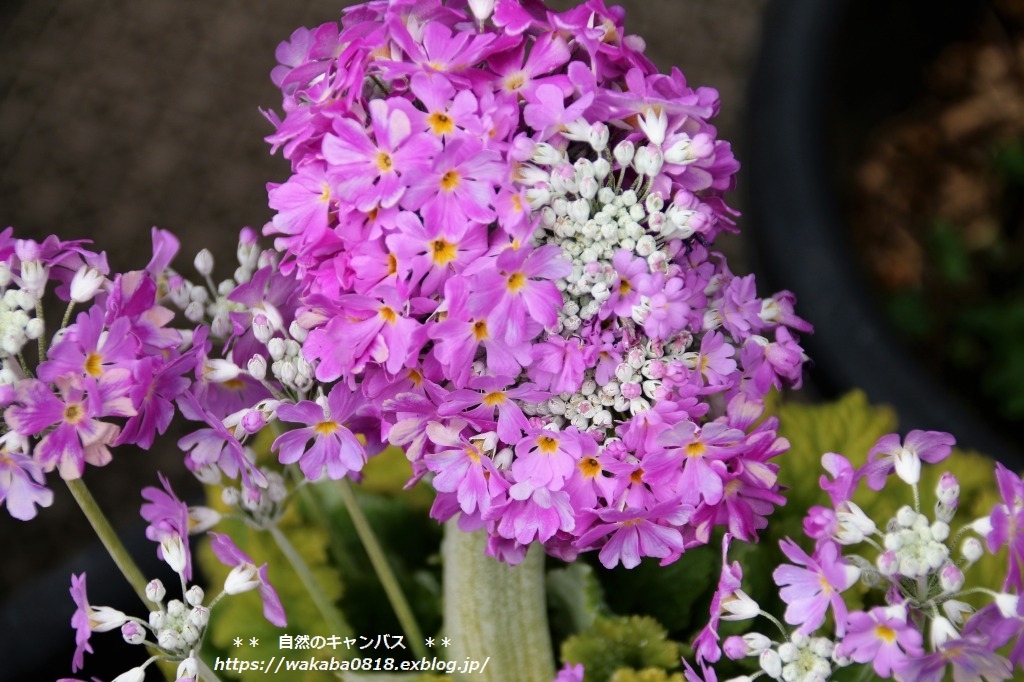 太めになった桜草が満開になりました!(^^)!_e0052135_16230431.jpg