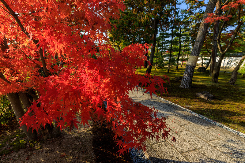 明治　本紅花　紅 紅花茶 | 健康茶ギャラリー 青森県弘前市 健康茶