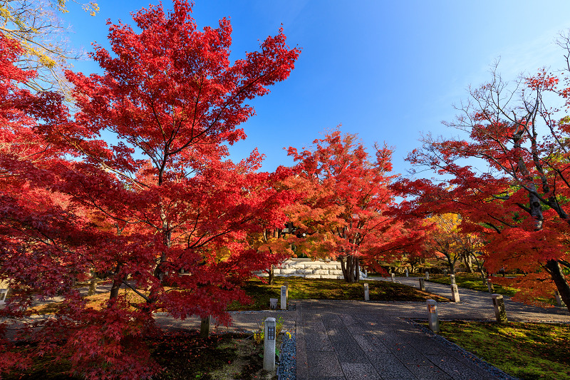 京の紅葉2018 智積院・秋色 : 花景色－K.W.C. PhotoBlog