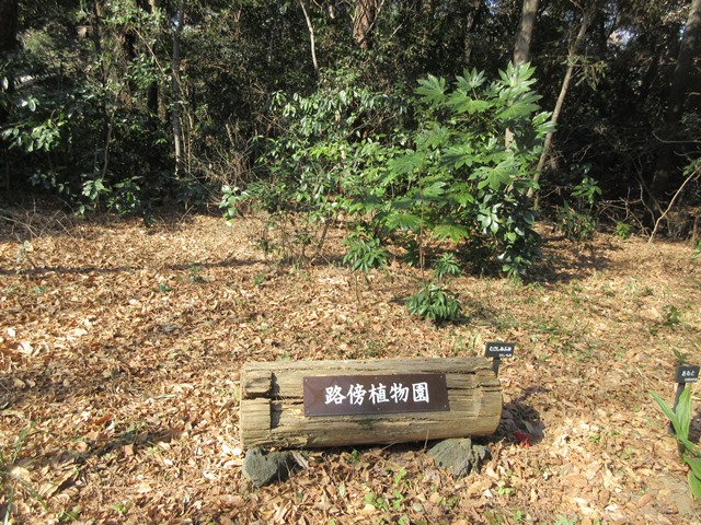 【白金台】国立科学博物館附属自然教育園【冬枯れ】_b0009849_1534736.jpg