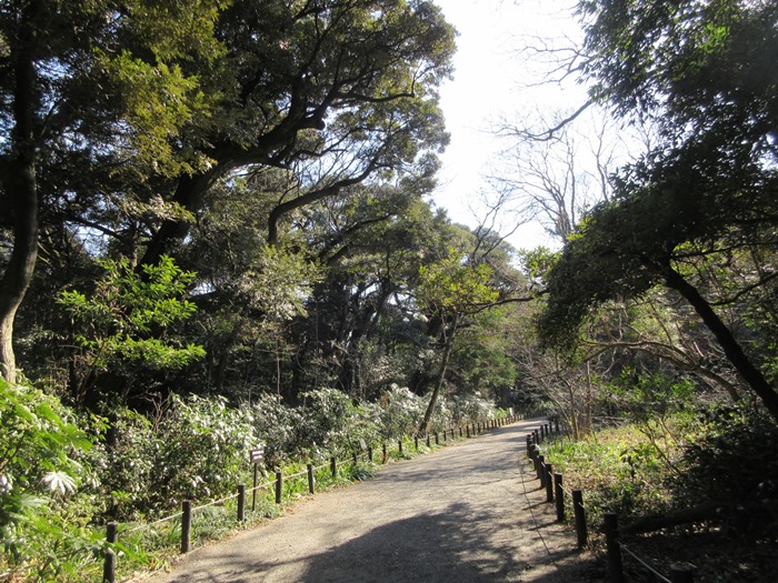 【白金台】国立科学博物館附属自然教育園【冬枯れ】_b0009849_15382281.jpg