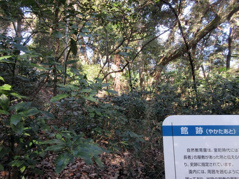 【白金台】国立科学博物館附属自然教育園【冬枯れ】_b0009849_15411142.jpg