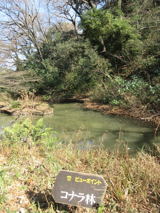 【白金台】国立科学博物館附属自然教育園【冬枯れ】_b0009849_15433864.jpg