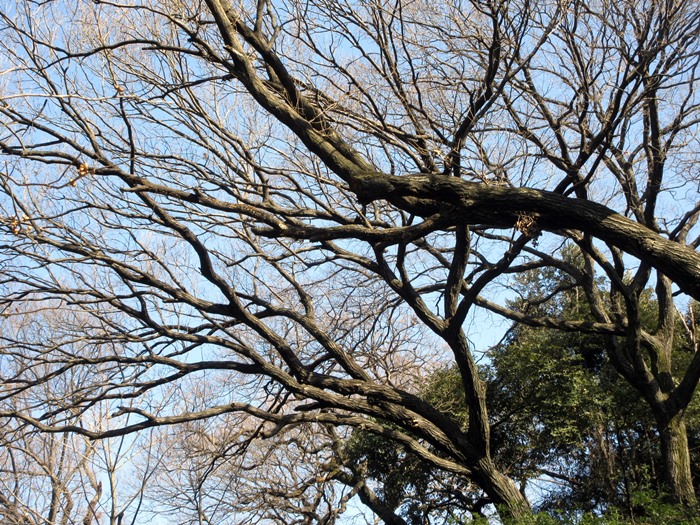 【白金台】国立科学博物館附属自然教育園【冬枯れ】_b0009849_15441411.jpg