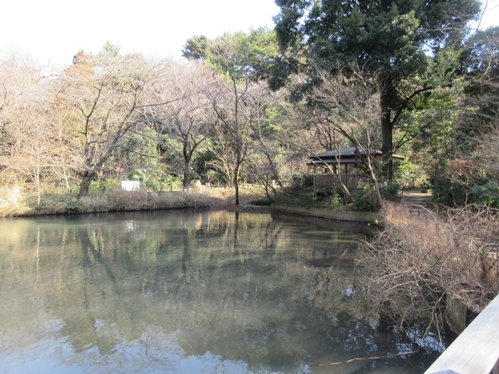 【白金台】国立科学博物館附属自然教育園【冬枯れ】_b0009849_15482927.jpg