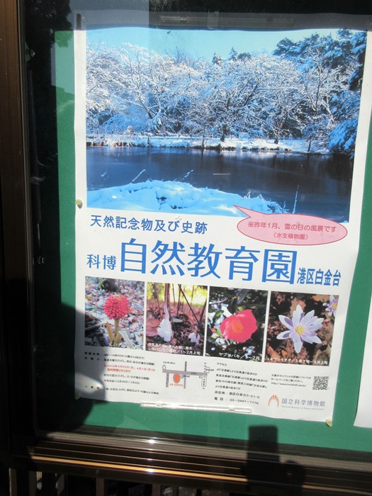 【白金台】国立科学博物館附属自然教育園【冬枯れ】_b0009849_15531936.jpg