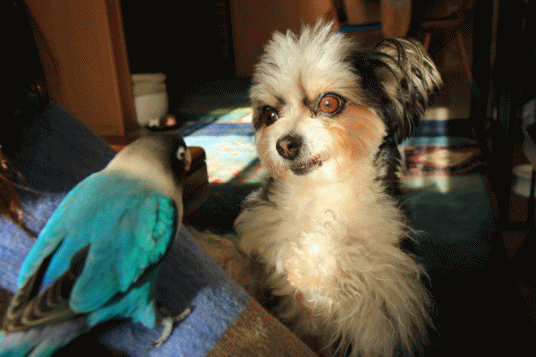 c0145250_09201200.gif