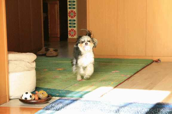 c0145250_09203875.gif