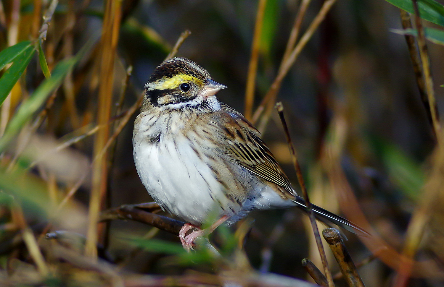 珍鳥 キマユホオジロ に出会う ぶらり自然散歩