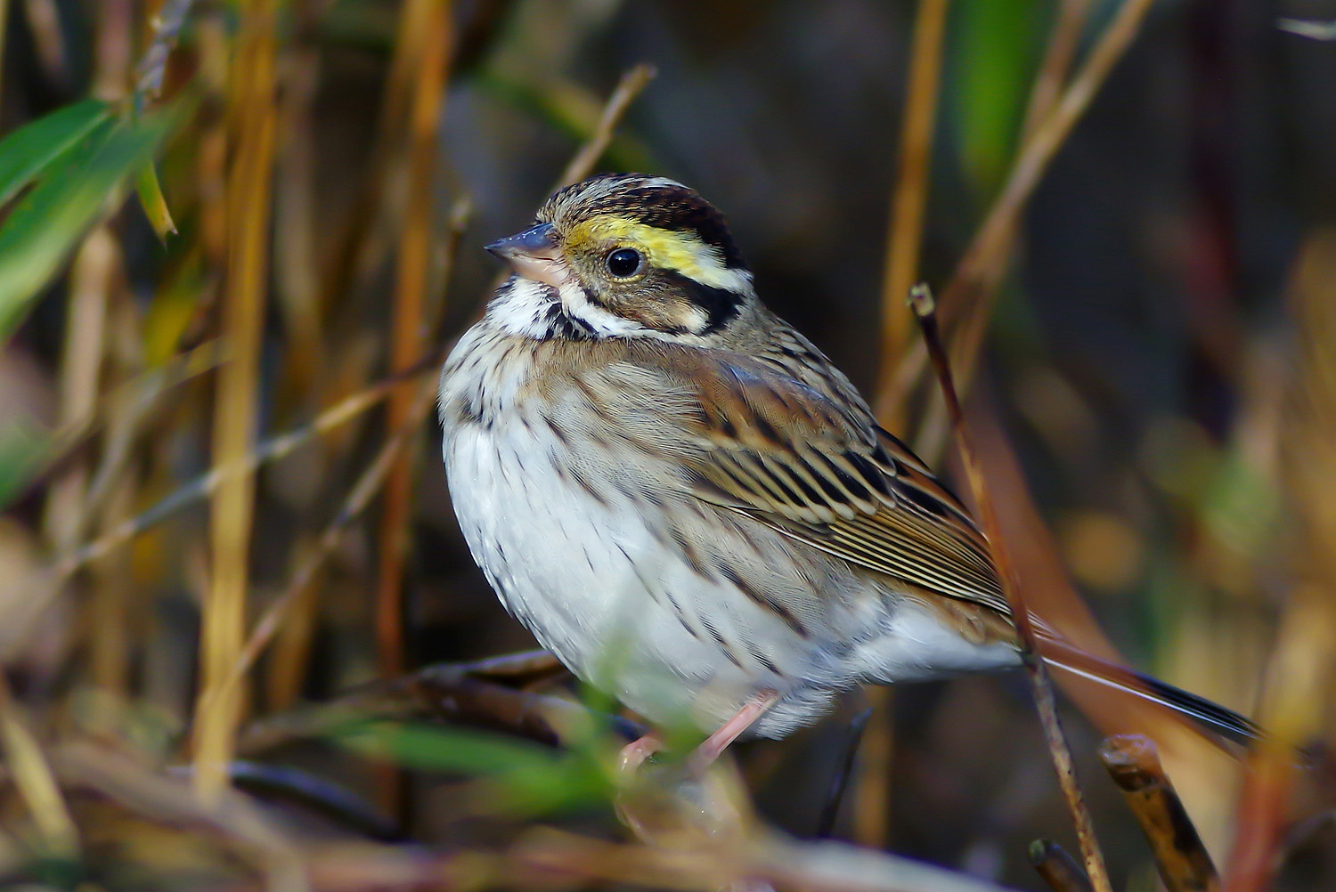 珍鳥 キマユホオジロ に出会う ぶらり自然散歩