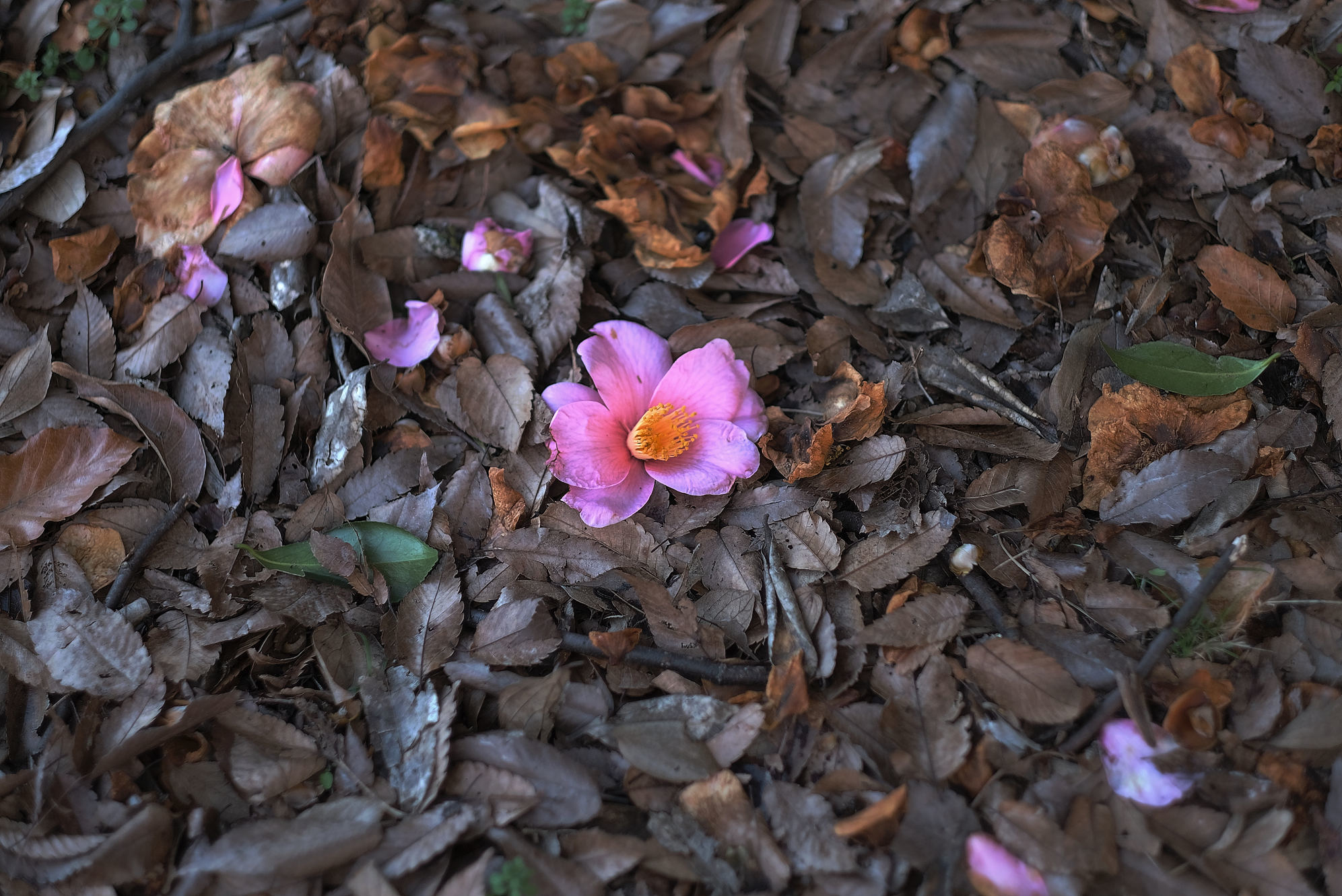 大阪市立大学理学部附属植物園 写真部