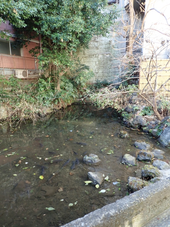 【東京失楽園】四谷津の守の瀧、幽霊に潰される(桐座写真追加、江戸七瀑布ほか東京の納涼施設としての滝について追記)_b0116271_21584201.jpg