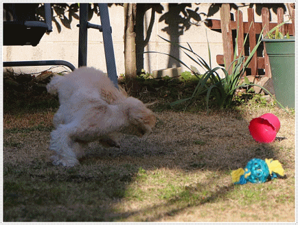 b0175688_20150613.gif