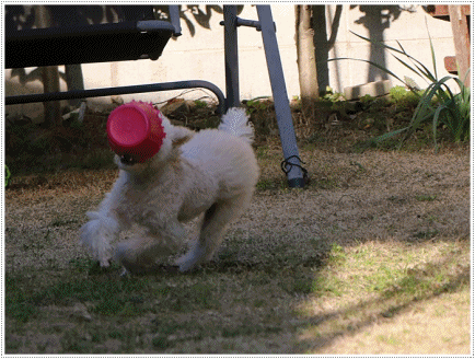 b0175688_20151672.gif