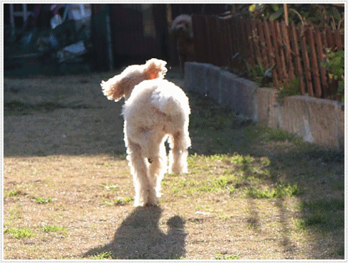 b0175688_20184734.gif