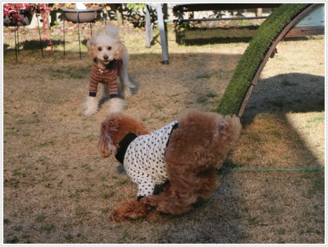 b0175688_23575002.gif