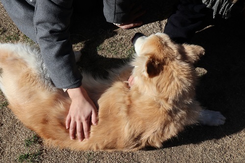 みかん、お見合い!_c0337990_22073590.jpg