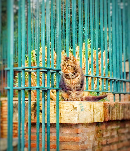 初イタリア3 コロッセオと猫_e0374912_16220218.jpg