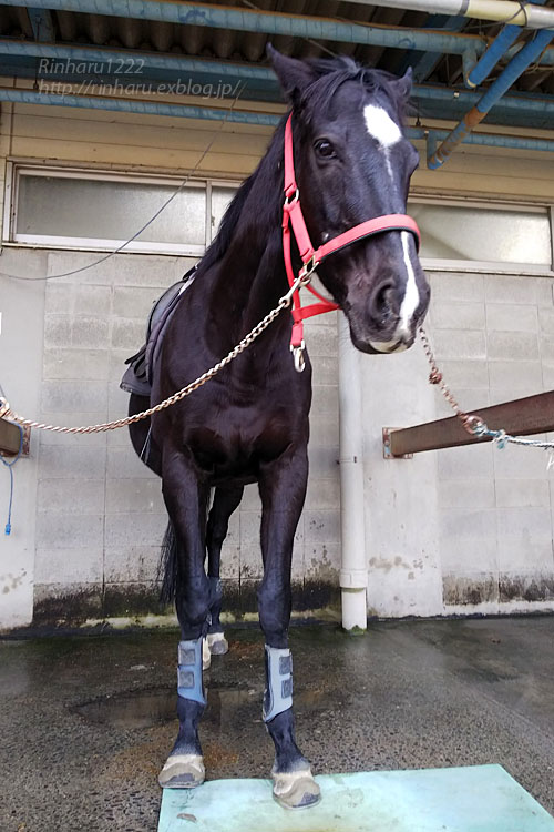 2018 12 7 ルネサンス棚倉乗馬クラブ 乗馬4級ライセンス取得を目指して 2鞍目 青空に浮かぶ月を眺めながら
