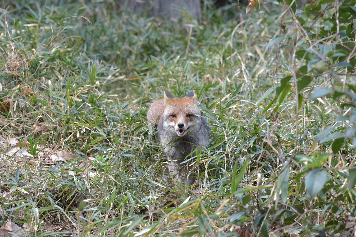 キツネとタヌキ_b0023856_07301776.jpg