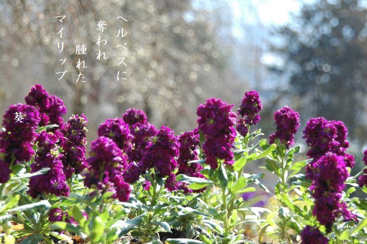 f0379160_19501371.jpg