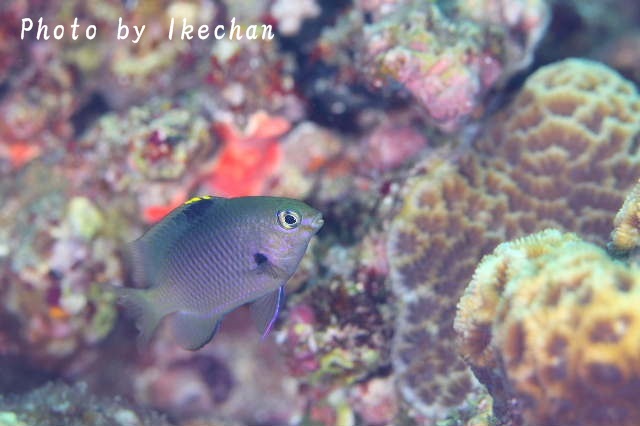 やっぱりスズメ ~フチドリスズメダイ幼魚~_a0155467_18264730.jpg