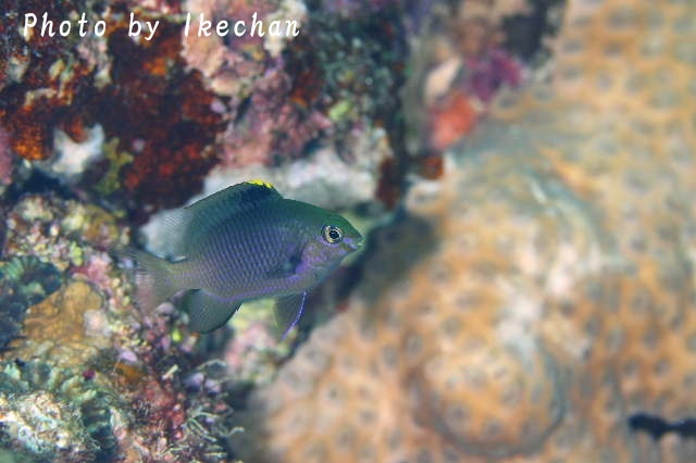 やっぱりスズメ ~フチドリスズメダイ幼魚~_a0155467_18305376.jpg