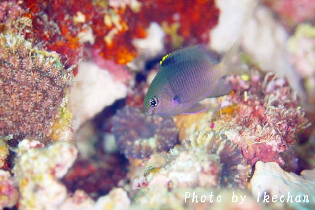 やっぱりスズメ ~フチドリスズメダイ幼魚~_a0155467_18361303.jpg