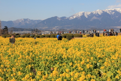 琵琶湖・守山の菜の花畑_f0259373_10310739.jpg