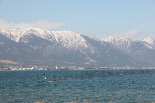 琵琶湖・守山の菜の花畑_f0259373_10313989.jpg