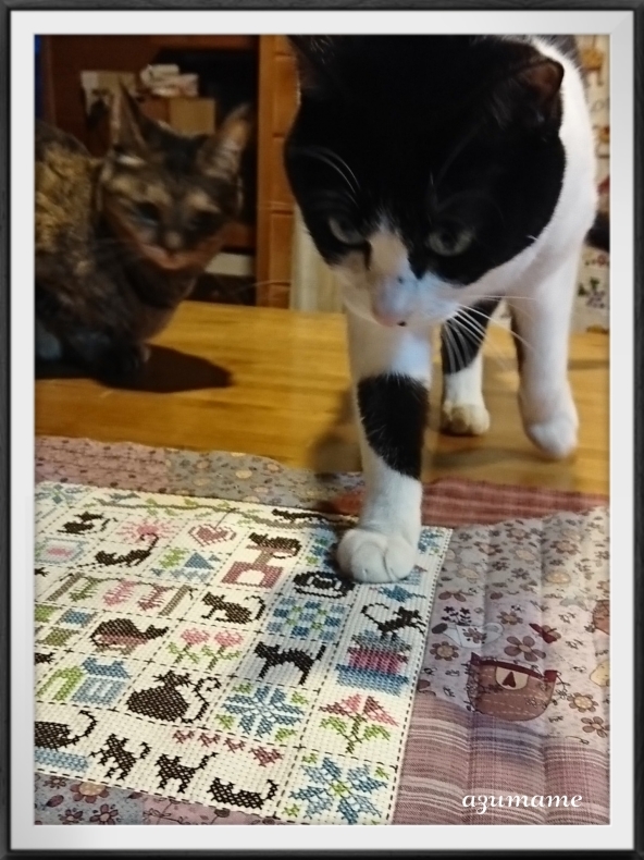   『Patchwork aux Chats』  トップ完成_d0376975_19145483.jpg