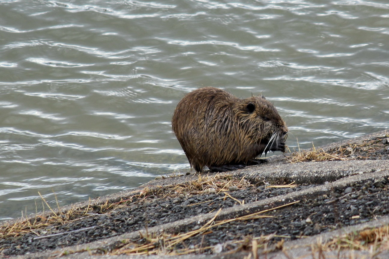 ヌートリア 幻に魅せられて