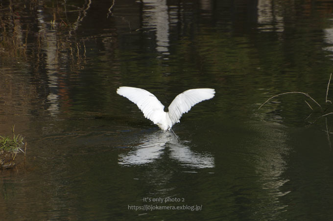 ピアノ池の鳥たち シンメトリー It S Only Photo 2