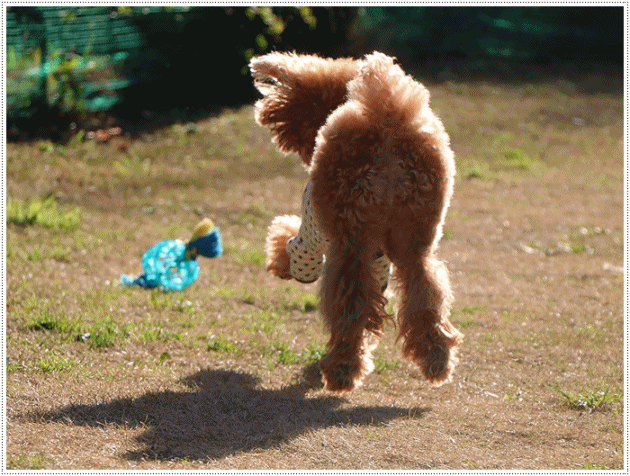 b0175688_00051283.gif
