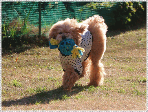 b0175688_00051609.gif