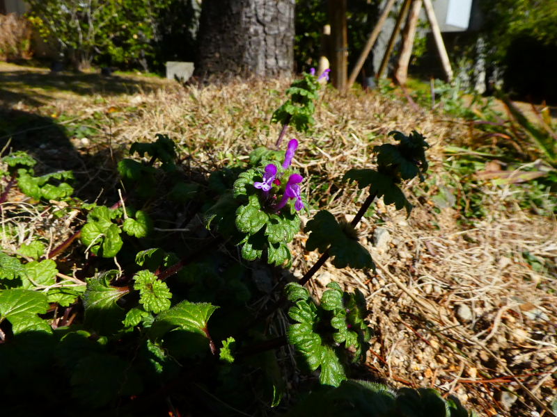 廊下飾り棚・小手毬・秋明菊・種漬け花・仏の座_d0261298_1835659.jpg