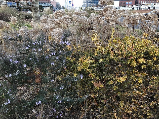 冬の横浜・新港中央広場(ジャクリーンガーデン)_c0124100_16094174.jpg