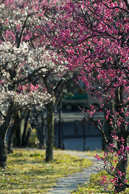 春の偵察@梅小路公園梅園_f0032011_22001612.jpg