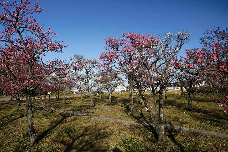 春の偵察@梅小路公園梅園_f0032011_22001756.jpg