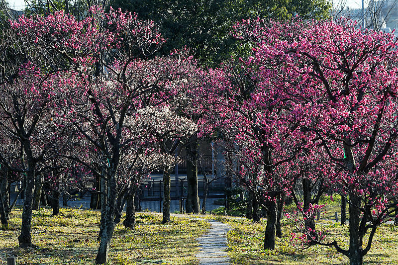 春の偵察@梅小路公園梅園_f0032011_22001757.jpg