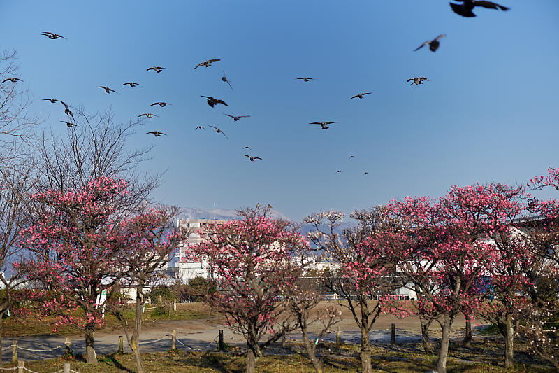 春の偵察@梅小路公園梅園_f0032011_22001799.jpg